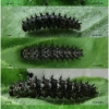 bol euphrosyne larva2 volg